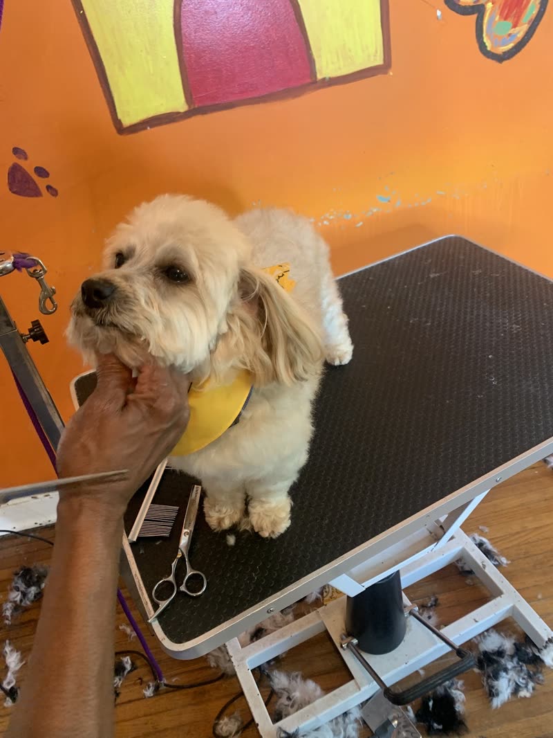 Small cream dog being groomed on a black table in front of the salon's bright orange wall, a groomer's hand steadying its chin