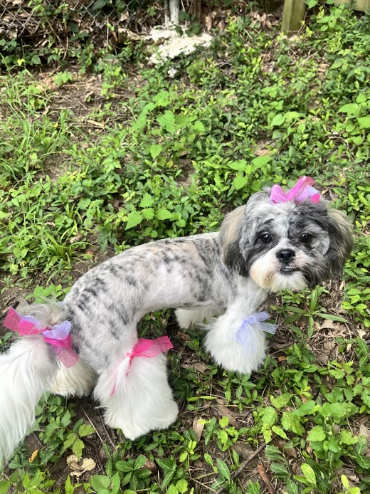 Small merle Shih Tzu-type dog with a fresh cut and pink and purple bows standing on the grass